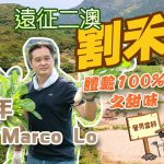 《營男當耕》：遠征二澳割禾青，體驗100%香港米之甜味