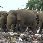 廢物處理不善，還有進口的垃圾，斯里蘭卡人們與大象同受垃圾之苦……
