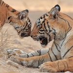 「百獸之王」在亞洲享有神聖的地位，可是現實中野生老虎卻面對滅絕危機，牠們有辦法撐到下一個「虎年」嗎？