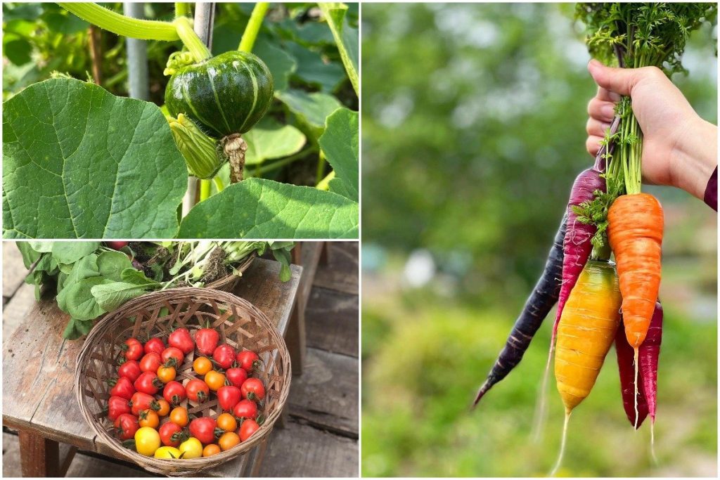 位於元朗的鴻日農莊，內裏種植的蔬食均不用農藥和化肥，能吃出食物原味道。