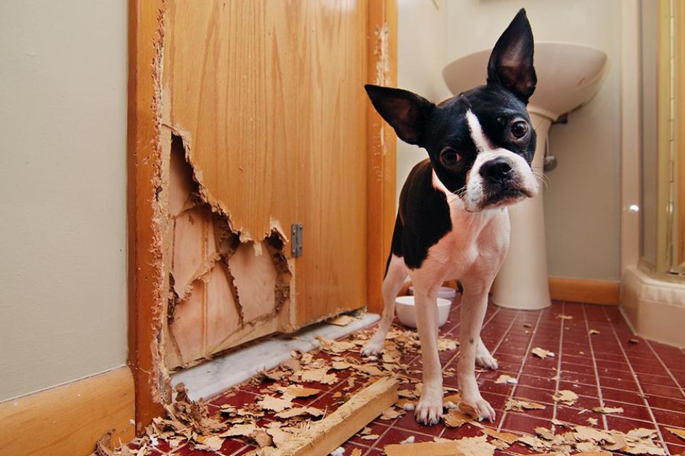 不滿被獨留在家的小狗咬爛浴室門企圖逃走 圖片來源 : ©Rodney/stock adobe.com