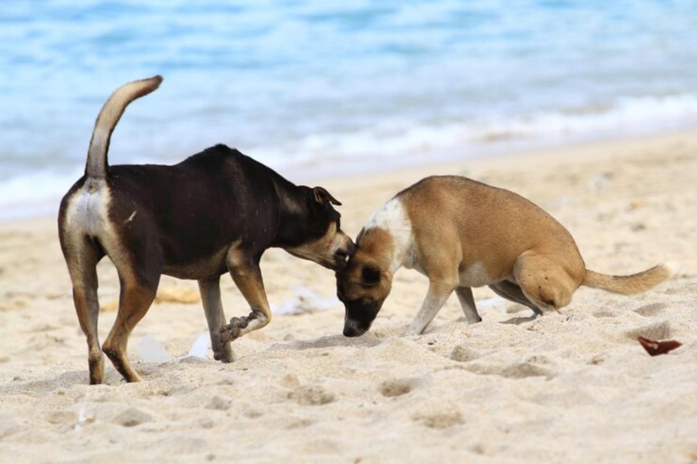 流浪狗可以自由活動和與狗交往， 比寵物狗有更佳的社交和心理健康。 圖片來源: freepik.com
