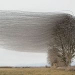 西班牙攝影師捕捉雀鳥飛行的軌跡 成優美畫作