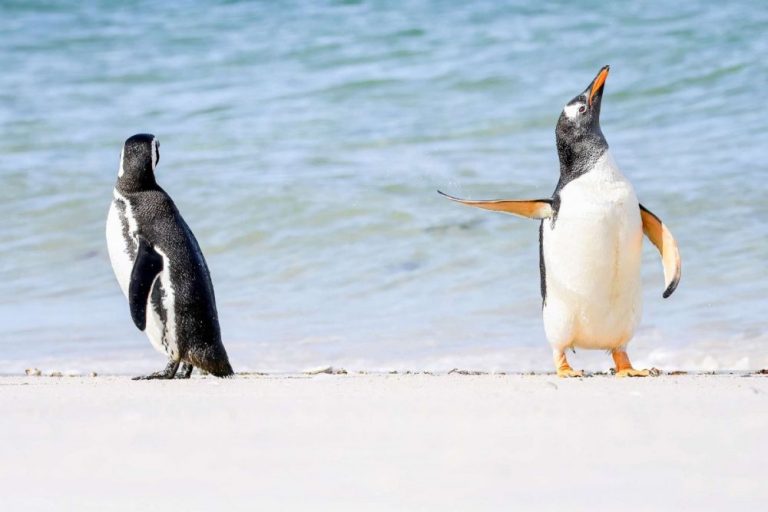 企鵝是動物攝影展常客，珍妮弗‧哈德利（Jennifer Hadley）在福克蘭群島拍下這張照片，右邊的巴布亞企鵝似乎對左邊的麥哲倫企鵝說：「不用說了，我不想聽。」