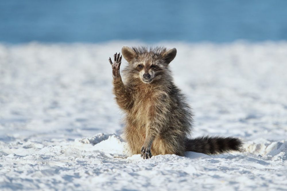 捷克攝影師米羅斯拉夫・斯爾布（Miroslav Srb.）在佛羅里達一個海灘拍下這頭浣熊，他說：「當時我餵給牠一些蝦，牠就這樣向我道謝。」