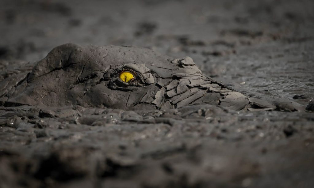 本年度世界自然攝影大獎──《泥沼暗藏殺機》©Jens Cullmann