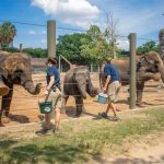 動物園大象做瑜珈保健