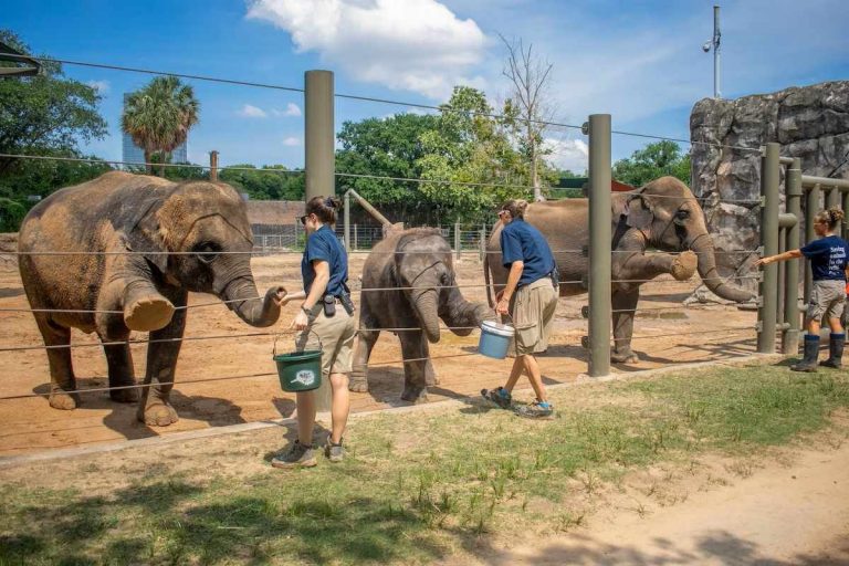 圖片來源:Jackelin Reyna/ Houston Zoo