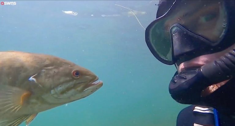 潛水愛好者哥魯巴與小口黑鱸朋友。 （圖片來源：SWNS）