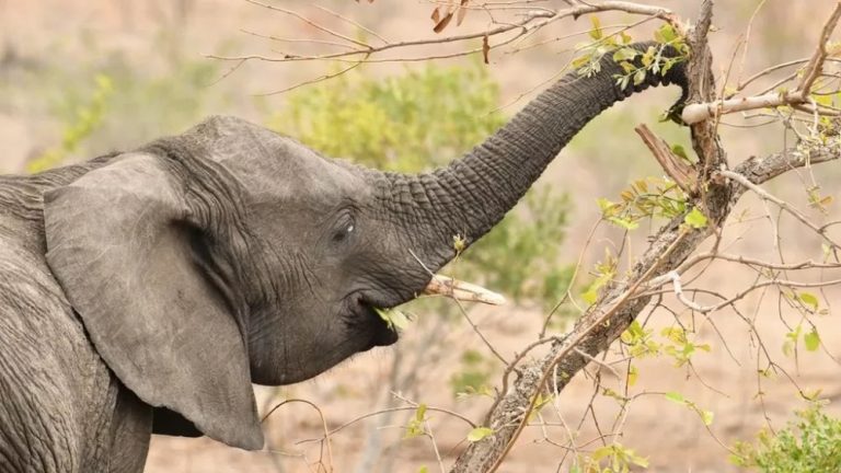 科學家發現，大象的晚餐不是獨沽一味的，每晚會吃不同東西。 （圖片來源：BBC）