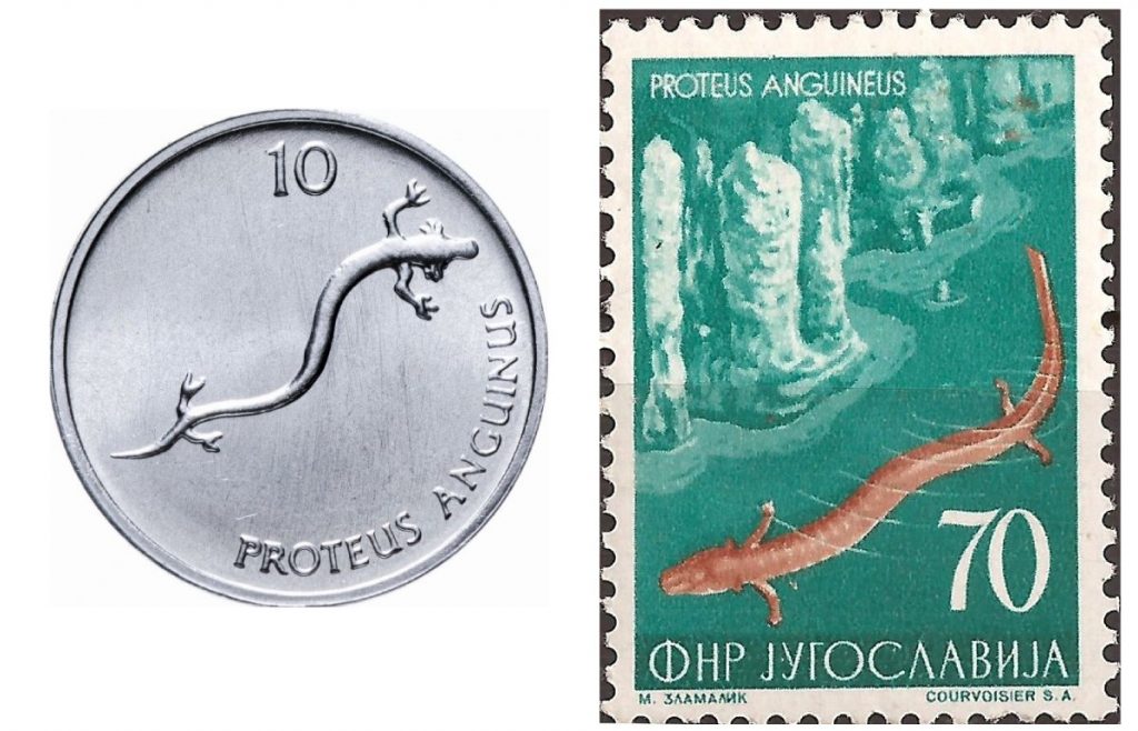 斯洛文尼亞轉用歐羅前，錢幣鑄有洞螈圖案。