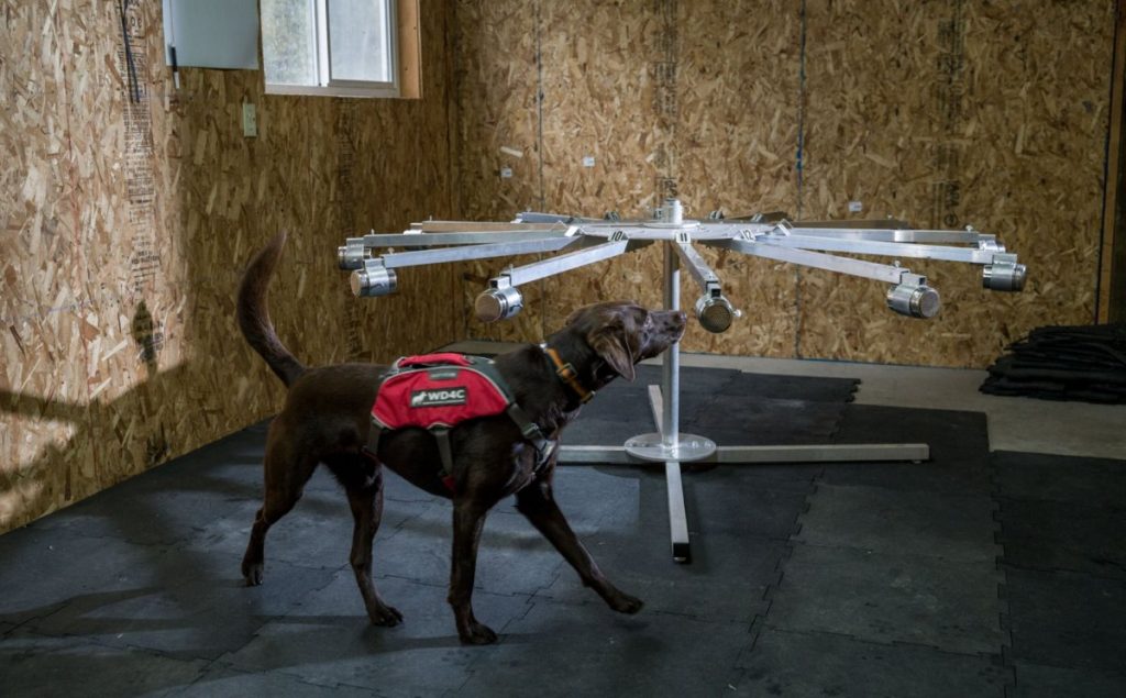訓練人員利用這裝置，訓練保育工作犬識別收藏在金屬器皿中的魚翅。（圖片來源：National Geographic）
