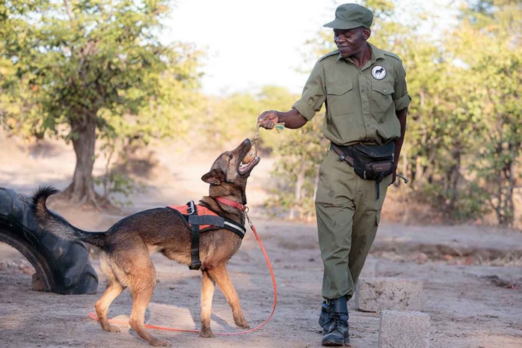 世界各地的保育區都有保育工作犬的踪影。（圖片來源：Working Dogs for Conservation)