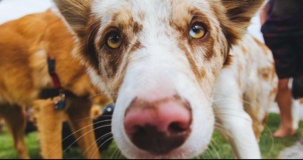 狗能夠嗅到我們聞不到的氣味，因為氣味來源可能遠至幾千公尺以外。