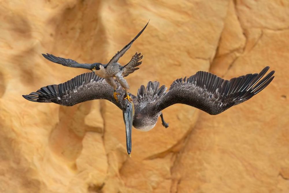年度鳥類攝影師大奬作品 捕捉飛翔、捕食……生活百態