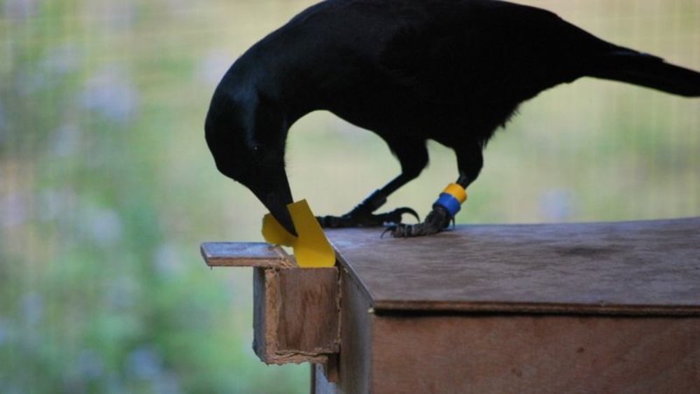 劍橋大學的科學家曾經設計「自動售貨機」測試烏鴉的智力，結果發現牠們會從投幣口投入紙或石粒，令機器滾出食物。也有實驗發現，烏鴉懂得製作和使用工具。