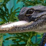 佛州小鱷魚失去上顎只能吞食 展現強韌生命力