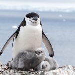 企鵝父母為保護幼崽 不斷每次小睡幾秒