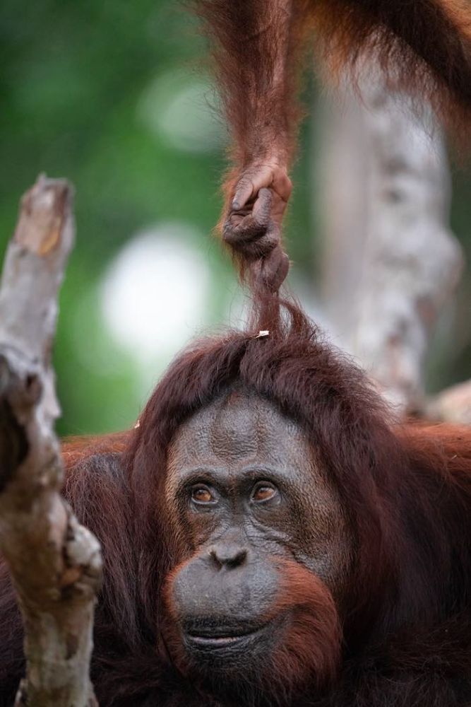 小紅毛猩猩作弄媽媽，拉住她的「頭髮」。 （相片： BOS Foundation BPI）