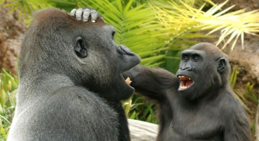 大猩猩戲弄同伴的動作較簡單直接。