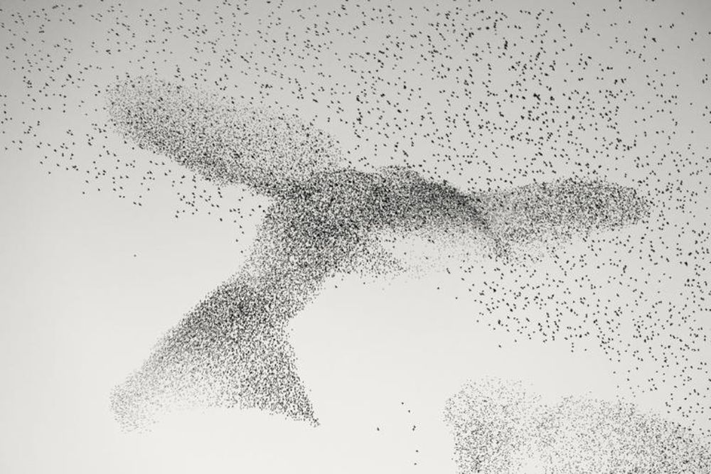 椋鳥群集（Starling Murmuration，作者Daniel Dencescu）