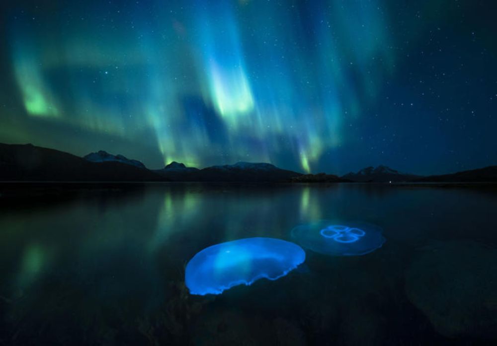 極光下的水母（Aurora Jellies，作者 Audun Rikardsen）