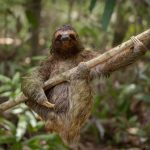 喜劇效果野生動物攝影大獎 動物有趣一面令人會心微笑