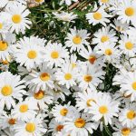 野花冬季提早開花 和氣候變化有關…