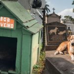 巴西忠犬不離不棄 守護主人陵墓