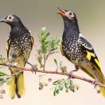 澳洲王吸蜜鳥不懂傳統鳴叫無法求偶，為甚麼？