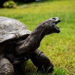 193歲巨龜喬納森 陸地上最長壽動物
