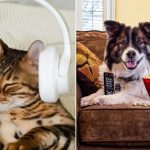 獨留毛孩在家 播放影音能否減少焦躁？