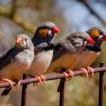 科學家努力下,「人鳥對話」或成真