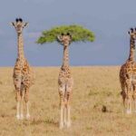 惹笑野生動物攝影獎 以幽默推廣動保