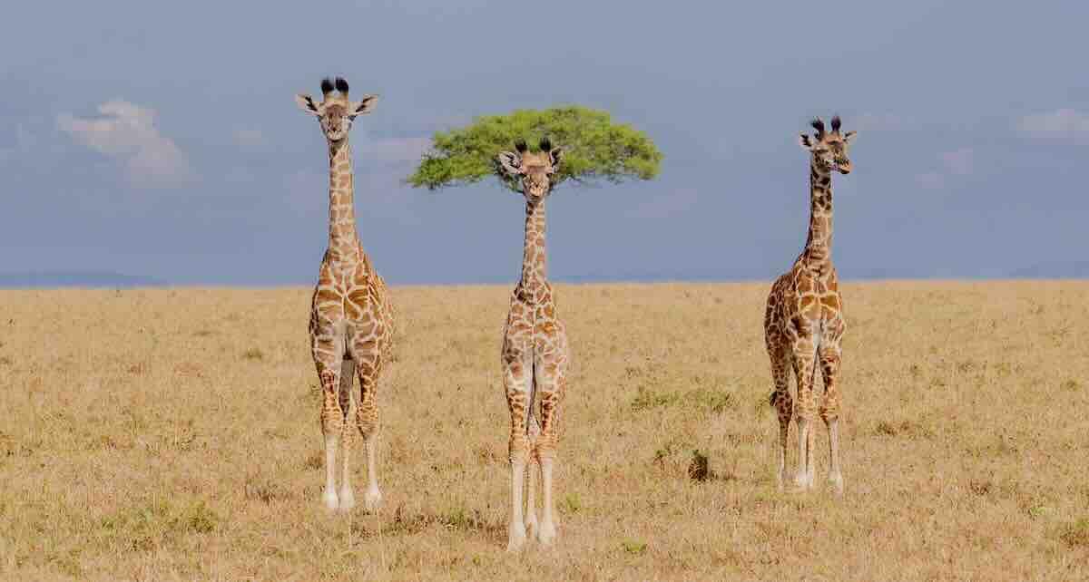 惹笑野生動物攝影獎 以幽默推廣動保